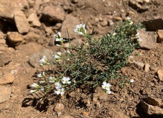 Pančićeva potočarka – Pančićeva režuha
