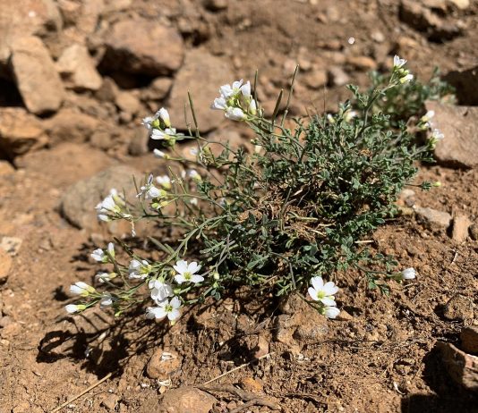 Pančićeva potočarka – Pančićeva režuha