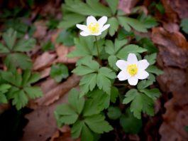 Šumska breberina – Ovčije runo
