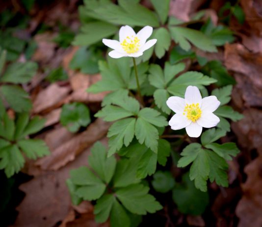 Šumska breberina – Ovčije runo