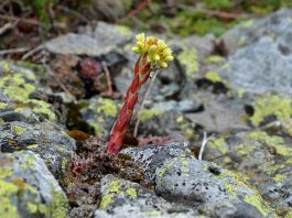 Kopaonička čuvarkuća – Zečiji kupus