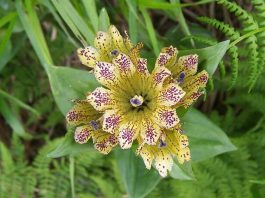 Arnautski raven – Biljka iz porodice lincura Arnautski raven – biljka iz porodice lincura