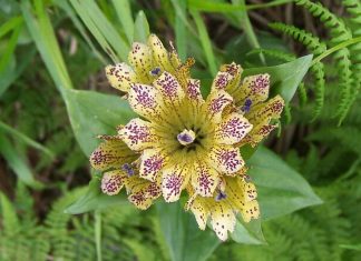 Arnautski raven – Biljka iz porodice lincura Arnautski raven – biljka iz porodice lincura