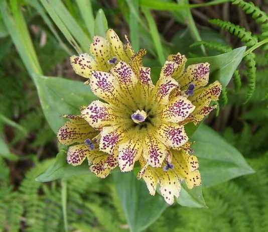 Arnautski raven – Biljka iz porodice lincura Arnautski raven – biljka iz porodice lincura