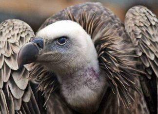 Beloglavi sup – Gospodar prirodnog rezervata Uvac