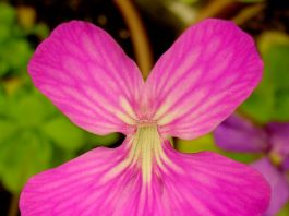 Balkanska masnica – Balkanski endemit Balkanska masnica