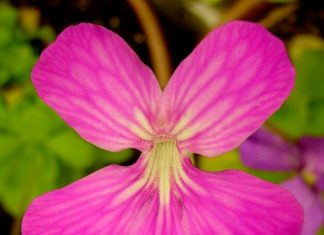 Balkanska masnica – Balkanski endemit Balkanska masnica