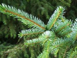 Pančićeva omorika – Dama među četinarima Pančićeva omorika