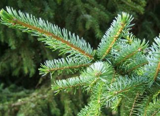 Pančićeva omorika – Dama među četinarima Pančićeva omorika