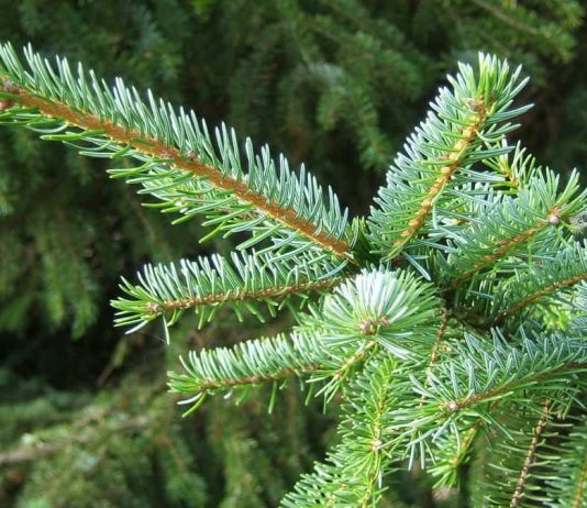 Pančićeva omorika – Dama među četinarima Pančićeva omorika