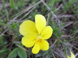 Kopaonička ljubičica – Zaštićena vrsta Kopaonička ljubičica