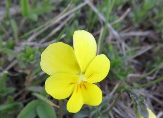 Kopaonička ljubičica – Zaštićena vrsta Kopaonička ljubičica