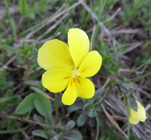 Kopaonička ljubičica – Zaštićena vrsta Kopaonička ljubičica