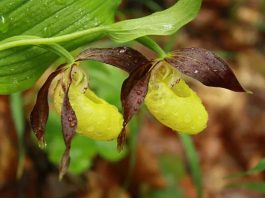 Gospina papučica – Najlepša orhideja u Srbiji i Evropi Gospina papučica