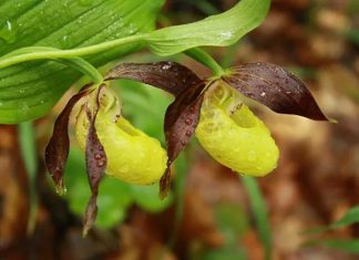 Gospina papučica – Najlepša orhideja u Srbiji i Evropi Gospina papučica