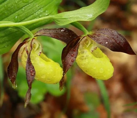 Gospina papučica – Najlepša orhideja u Srbiji i Evropi Gospina papučica