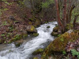 Resava – Najduža desna pritoka Velike Morave Resava