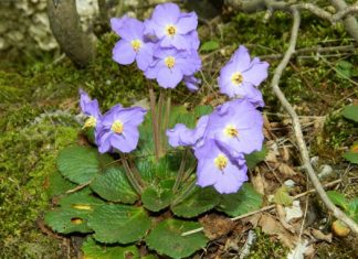 Srpska ramonda – Biljka koja može ponovo da oživi Srpska ramonda