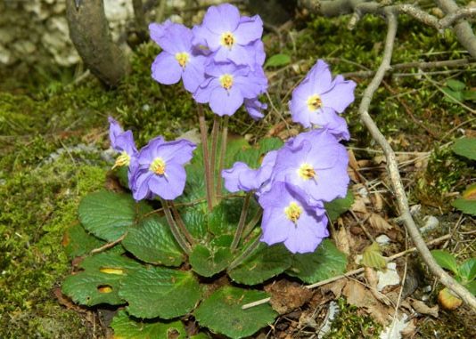Srpska ramonda – Biljka koja može ponovo da oživi Srpska ramonda