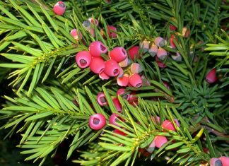 Evropska tisa – Otrovni grm sa lekovitim svojstvima Evropska tisa