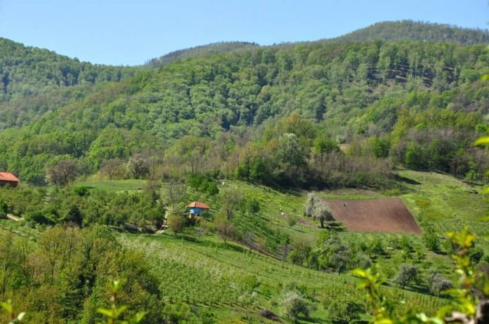 Planina Jelica