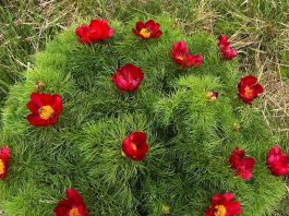 Stepski božur ili uskolisni božur – Paeonia Tenuifolia Stepski božur