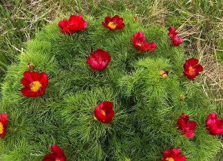Stepski božur ili uskolisni božur – Paeonia Tenuifolia Stepski božur