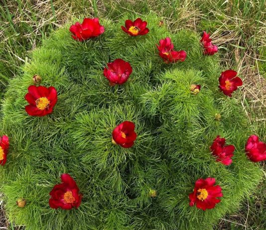 Stepski božur ili uskolisni božur – Paeonia Tenuifolia Stepski božur