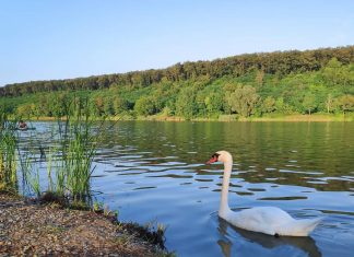 Jezero Bruje ili Erdevičko jezero na Fruškoj gori Jezero Bruje
