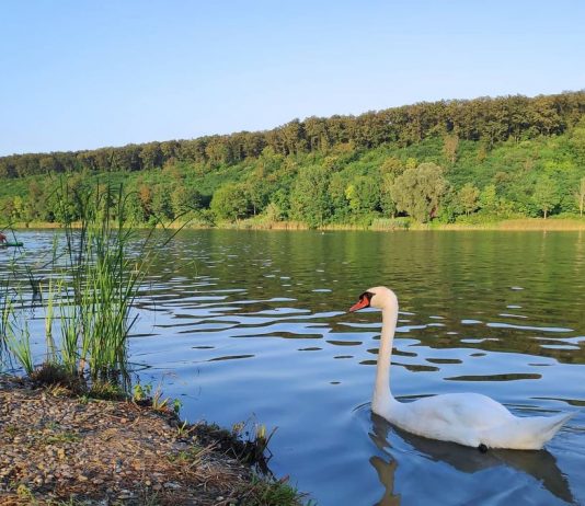 Jezero Bruje ili Erdevičko jezero na Fruškoj gori Jezero Bruje