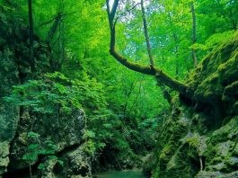 Banjski potok – Skriveni biser Ovčarsko-kablarske klisure Banjski potok - Dučalovački potok